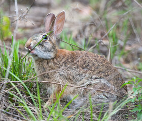 Naklejka na ściany i meble Wild Florida cottontail rabbit (Sylvilagus floridanus) with cleft palate and very bad teeth, eating grasses, shiny eyeball, teeth poking through cleft lip, ears upright, healthy bunny