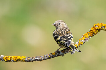 yellow backed shrike