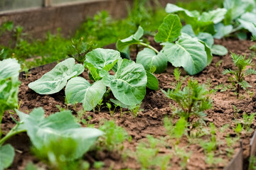 Young cabbage grows in a garden bed. Cabbage tops
