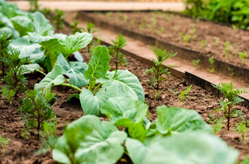 Young cabbage grows in a garden bed. Cabbage tops