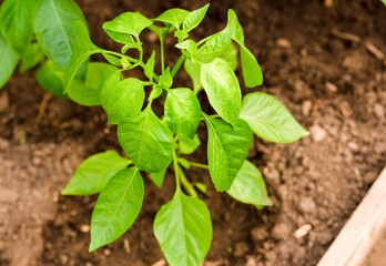 Young pepper grows in a greenhouse in the garden. Pepper leaves
