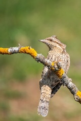 Boyunçeviren » Eurasian Wryneck » Jynx torquilla