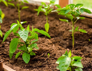 Young pepper grows in a greenhouse in the garden. Pepper leaves
