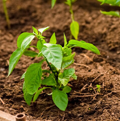 Young pepper grows in a greenhouse in the garden. Pepper leaves
