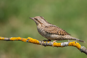 Boyunçeviren » Eurasian Wryneck » Jynx torquilla