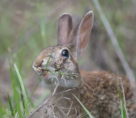 Wild Florida cottontail rabbit (Sylvilagus floridanus) with cleft palate and very bad teeth, eating grasses, teeth poking through cleft; cute, funny and adorable, animated expression