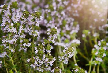 Close up of thyme flowers. Spring blooming. Natural green background. Herbal medicine