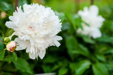 White peonies grow in the garden
