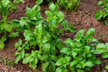 New potatoes grow in a garden bed. Potato tops