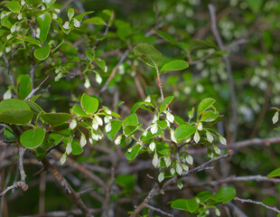 Close up of sparkleberry leaves and flower blooms (Vaccinium arboreum) on a branch; AKA Farkleberry, Huckleberry, Winter Huckleberry; small white blooms, Florida native