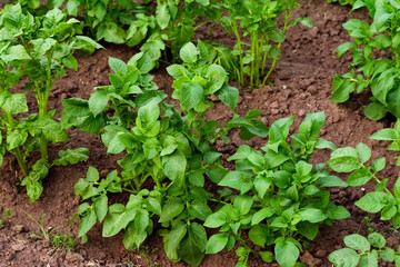New potatoes grow in a garden bed. Potato tops