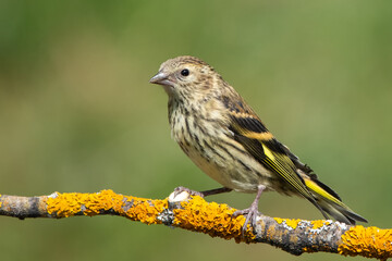 sparrow on a branch