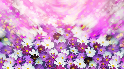 floral background of cosmos flowers white pink dark pink