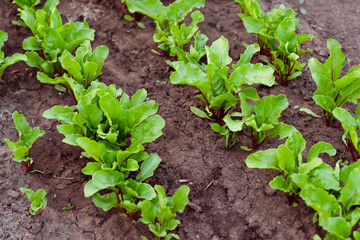 Beetroot grows in the garden, beet leaves