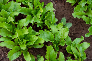 Beetroot grows in the garden, beet leaves