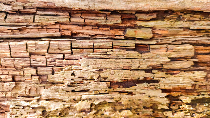 Rotten wood background. Old cracked wooden surface. Tree bark texture. Natural background