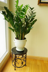 Zamioculcas zamiifolia. Zamioculcas flower in pot. Home decor interior concept with natural home plant