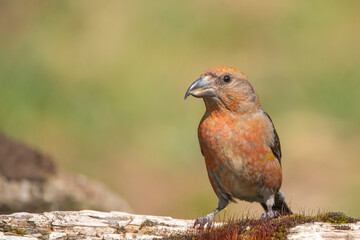 robin on the ground