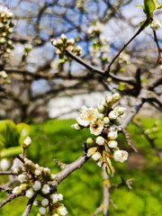 Blooming plum tree. Spring flowers on branches of a plum tree. Selective focus