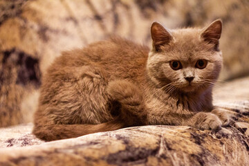 British young cat. Photo session.