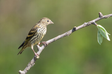 sparrow on a branch