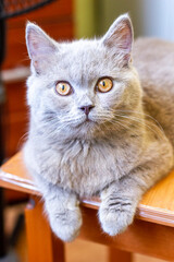 British young cat. Photo session.