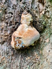 Strange looking mushroom on an old  tree trunk.