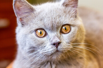 British young cat. Photo session.