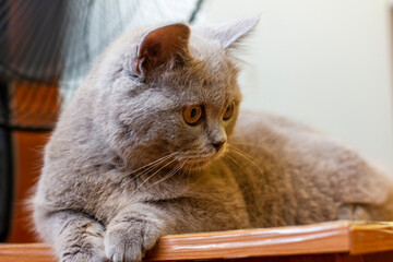 British young cat. Photo session.