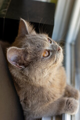 British young cat. Photo session.