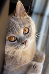 British young cat. Photo session.