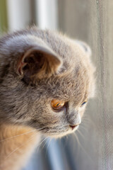 British young cat. Photo session.