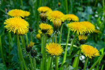 Dandelions have grown
