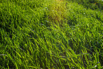 Spring young grass
