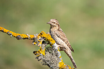 Boyunçeviren » Eurasian Wryneck » Jynx torquilla