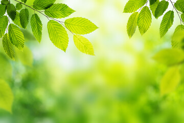 Green leaves of plant over defocused nature background. Summer, ecology, environment natural background