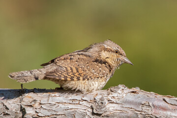 female house sparrow
