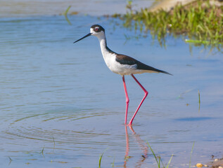 black-necked stilt (Himantopus mexicanus) is a locally abundant shorebird of American wetlands and coastlines; red eye, pink long legs, walking left side view in shallow water