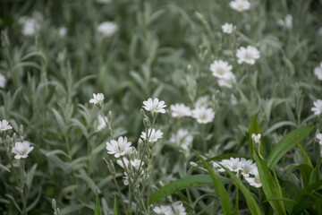 gentle natural summer background