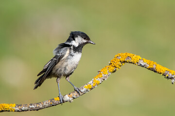 Fototapeta premium great spotted woodpecker