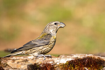 sparrow on a branch