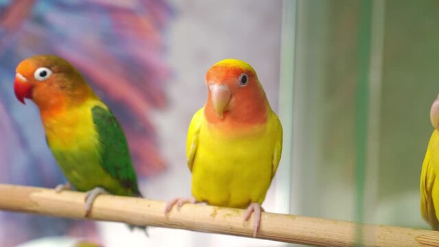 birds are inseparables. large, colorful, beautiful parrots. 