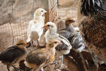 polllitos de corral