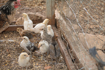 polllitos de corral