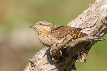 a bird