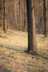 Las, pnie wysokich drzew. © Andrzej Michaluk