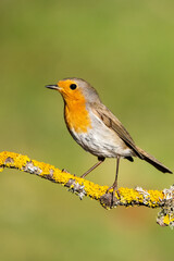 robin on a branch