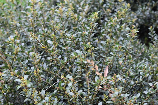 Closeup of Japanese Holly Bush