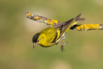 yellow butterfly
