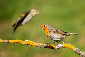 robin on a branch